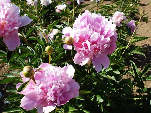 Double Pink Peony (Paeonia 'Double Pink') in Macomb, Michigan (MI) at Ray  Wiegand's Nursery